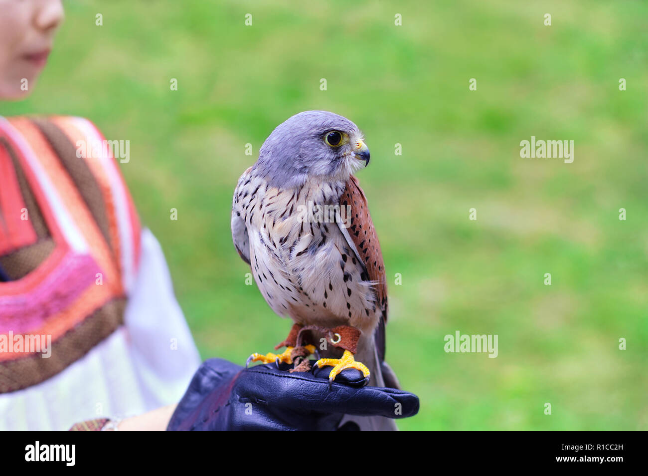 Un jeune faucon sur la main d'une jeune fille dans un costume national russe. Close-up. Banque D'Images
