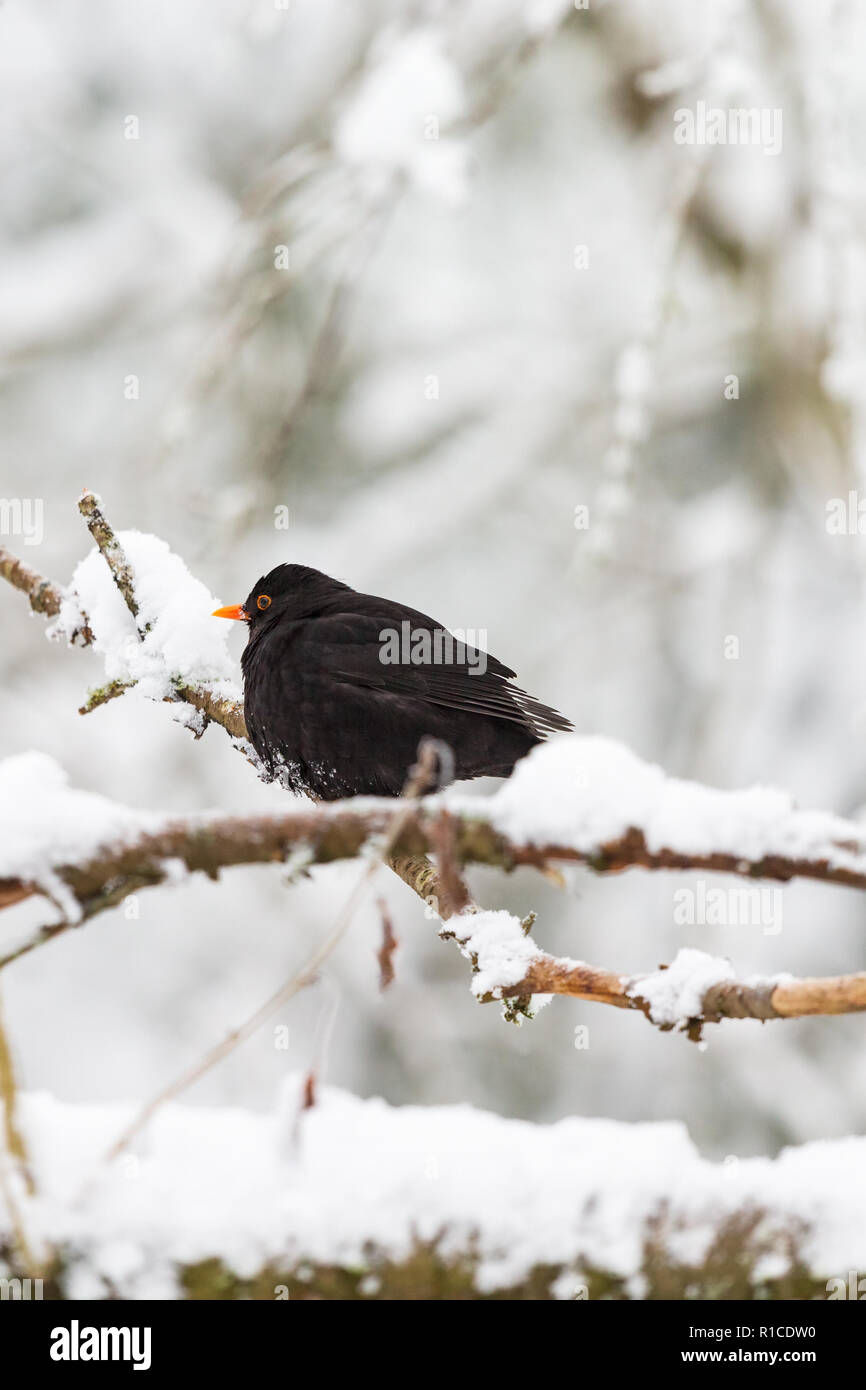 Merle noir dans la Snowy Woods Banque D'Images