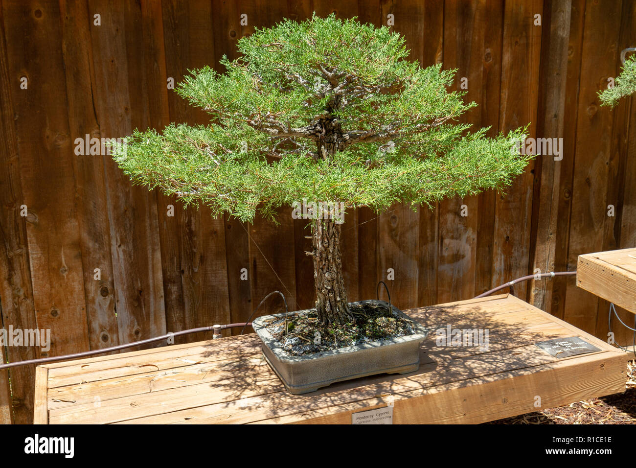A Monterrey cyprès (Cupressus macrocarpa) du bonsaï Pavilion, San Diego