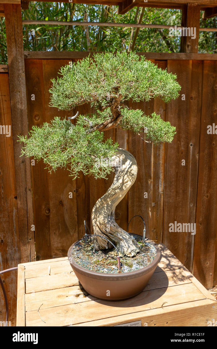 De Californie UN Genévrier (Juniperus californica), bonsaï Pavilion, San Diego Zoo Safari Park, Escondido, CA, United States. Banque D'Images