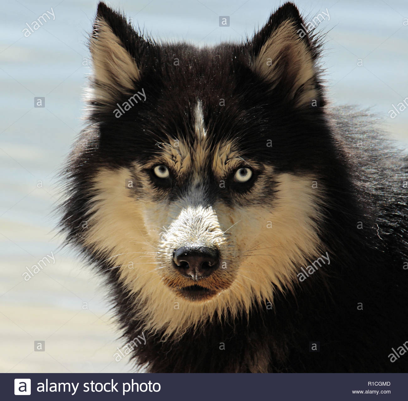 Chien Taille Moyenne Designcivique
