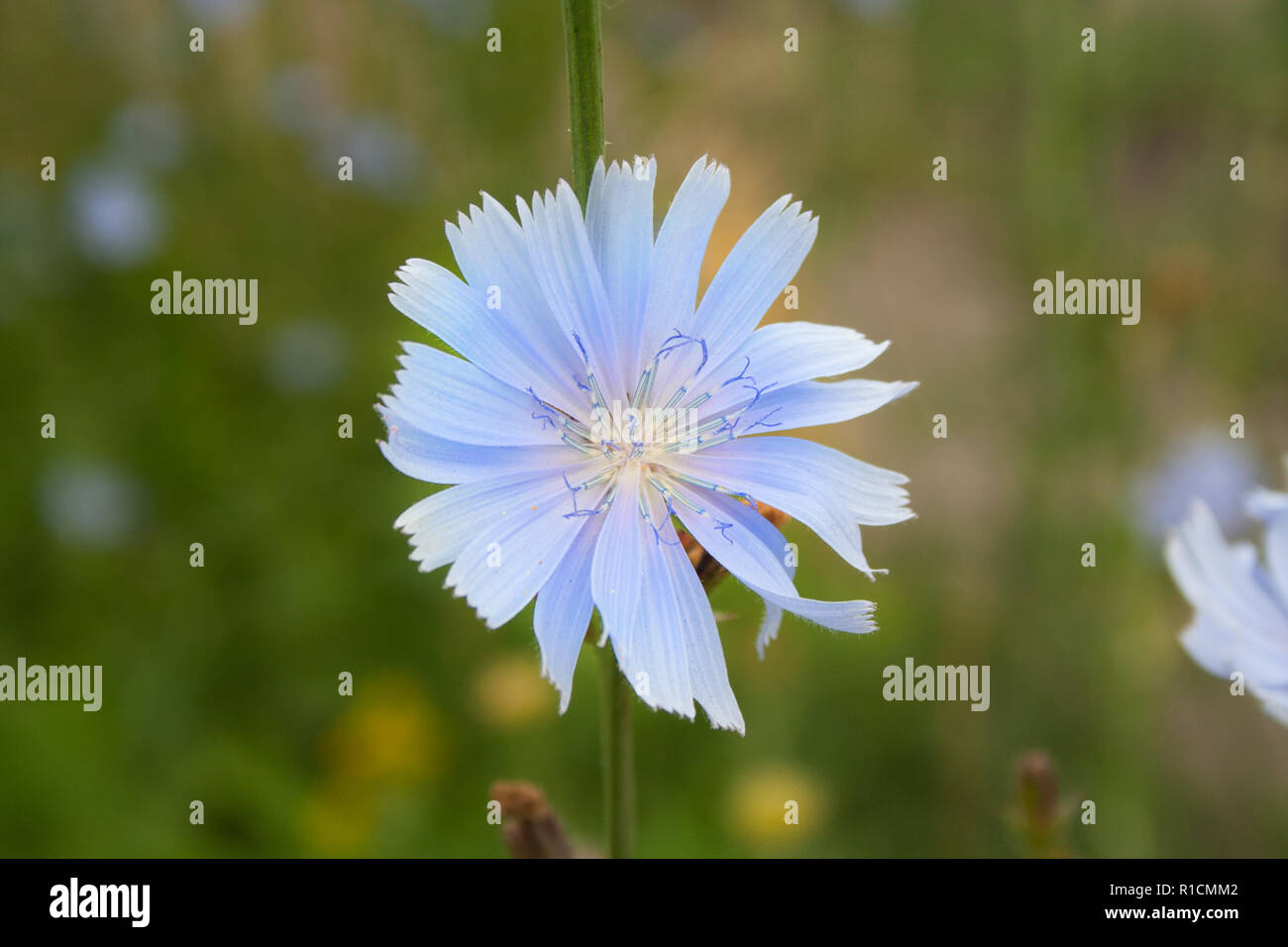 Fleurs de chicorée close up dans un champ Banque D'Images