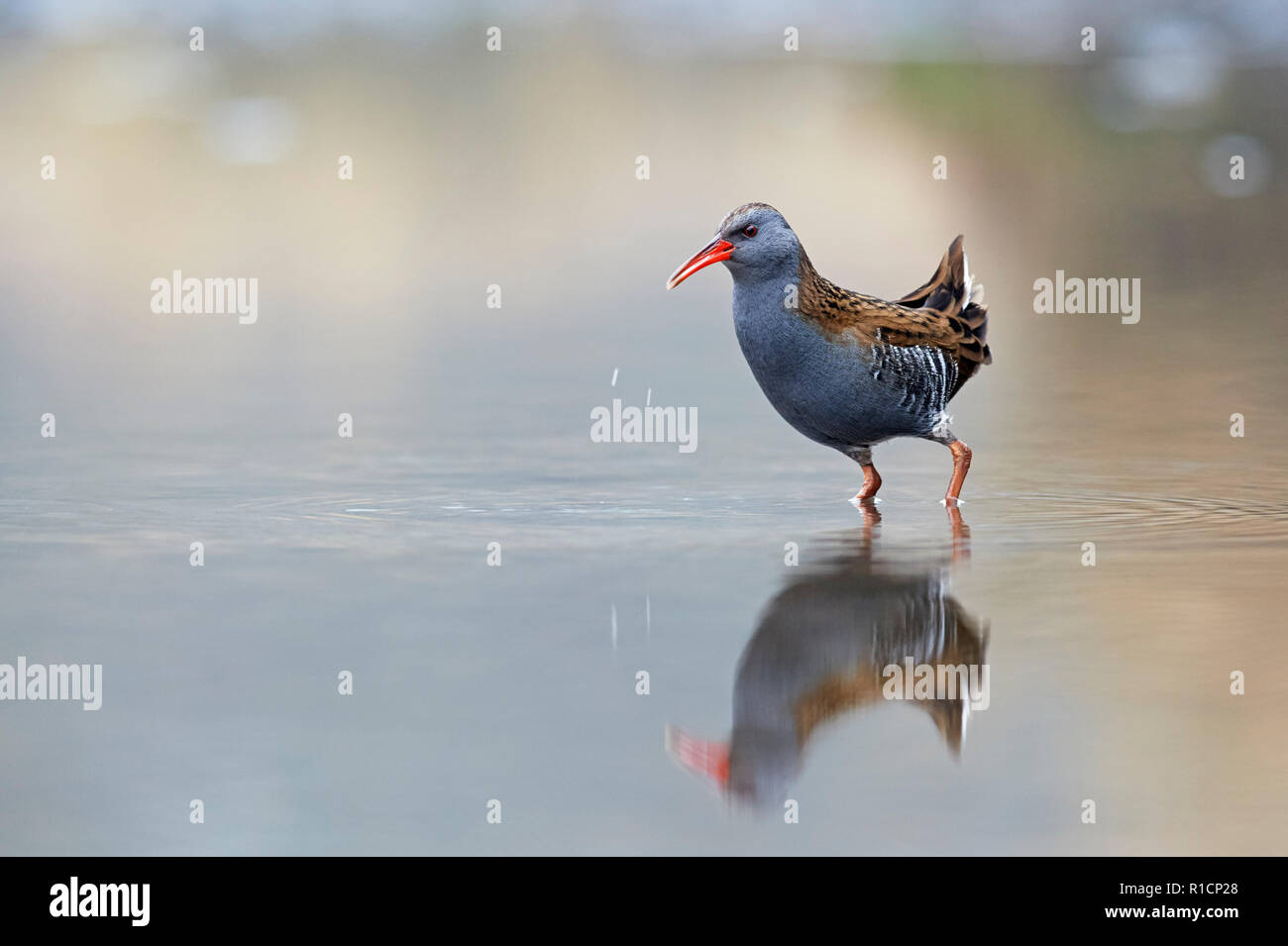 Rampe d'eau (Rallus aquaticus) UK Banque D'Images