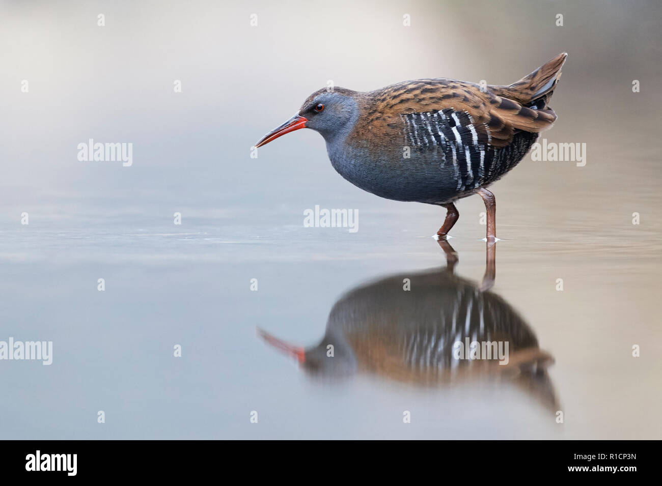 Rampe d'eau (Rallus aquaticus) UK Banque D'Images