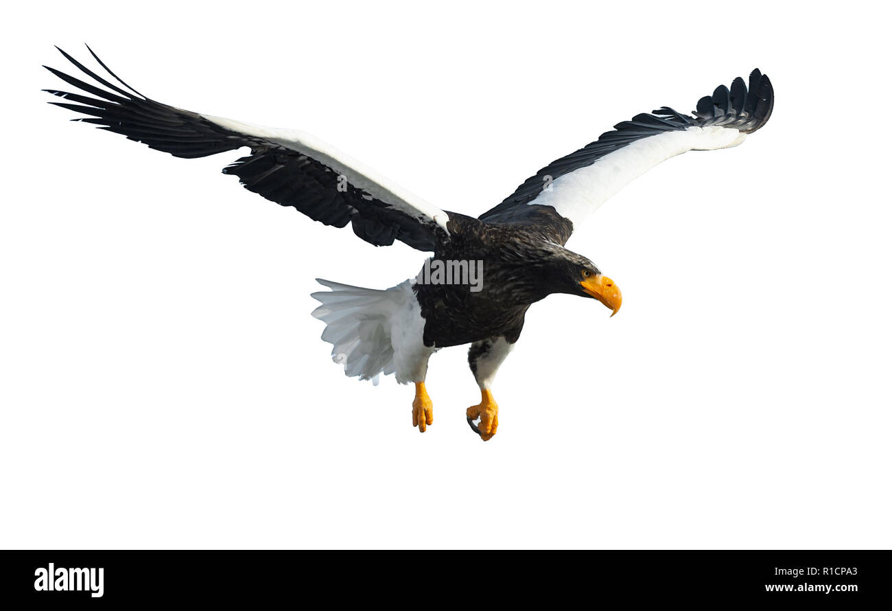 Des profils de mer de Steller eaglein étend ses ailes de vol. Nom scientifique : Haliaeetus pelagicus. Isolé sur fond blanc. Banque D'Images