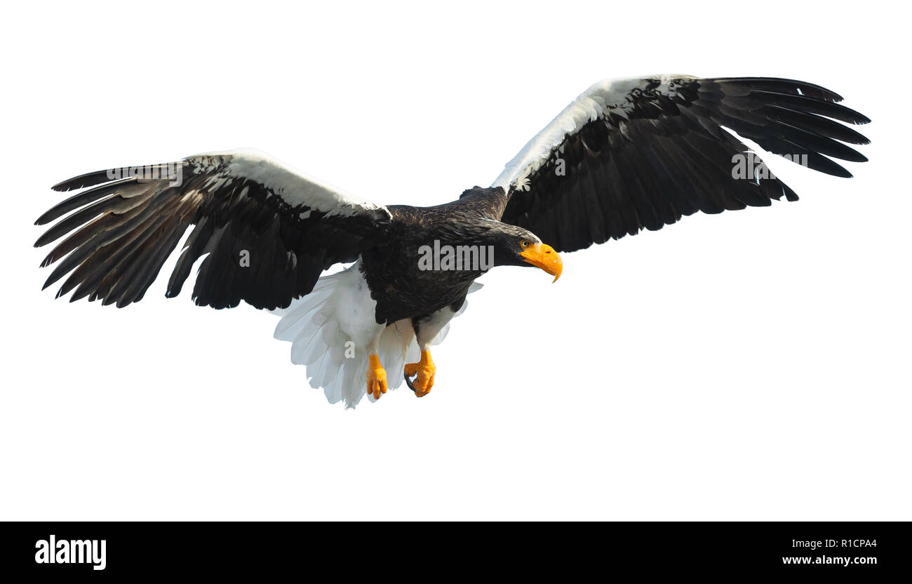 Des profils de mer de Steller eaglein étend ses ailes de vol. Nom scientifique : Haliaeetus pelagicus. Isolé sur fond blanc. Banque D'Images