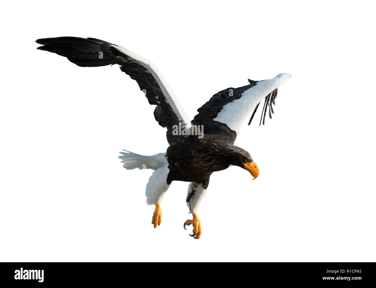 Des profils de mer de Steller eaglein étend ses ailes de vol. Nom scientifique : Haliaeetus pelagicus. Isolé sur fond blanc. Banque D'Images
