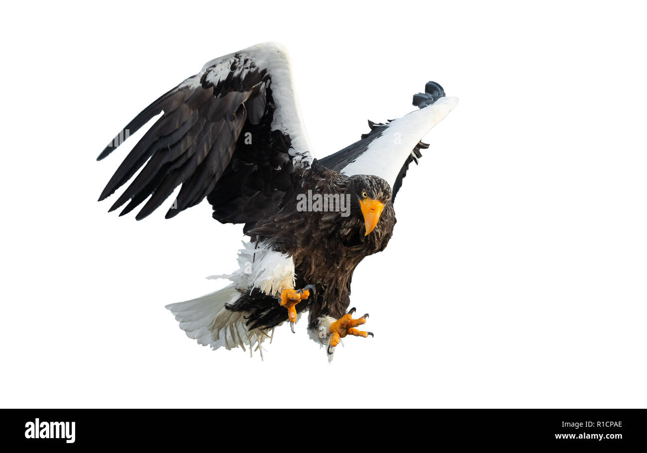 Des profils de mer de Steller eaglein étend ses ailes de vol. Nom scientifique : Haliaeetus pelagicus. Isolé sur fond blanc. Banque D'Images