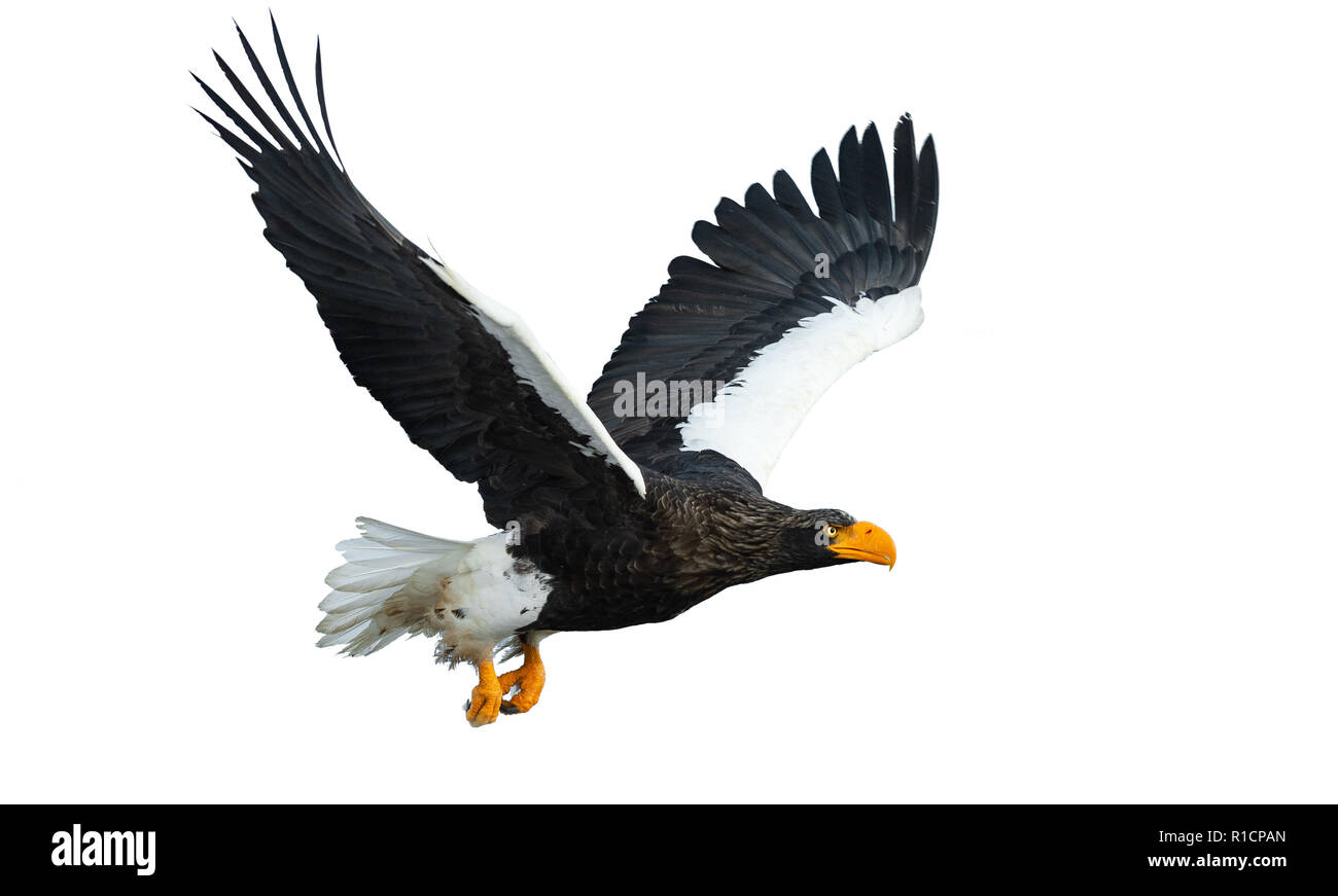 Des profils de mer de Steller eaglein étend ses ailes de vol. Nom scientifique : Haliaeetus pelagicus. Isolé sur fond blanc. Banque D'Images