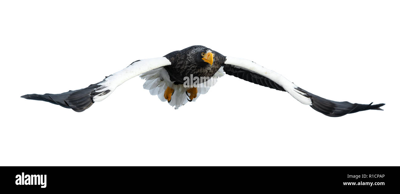 L'aigle de mer de Steller adultes en vol. Vue de face. Nom scientifique : Haliaeetus pelagicus. Isolé sur fond blanc. Banque D'Images