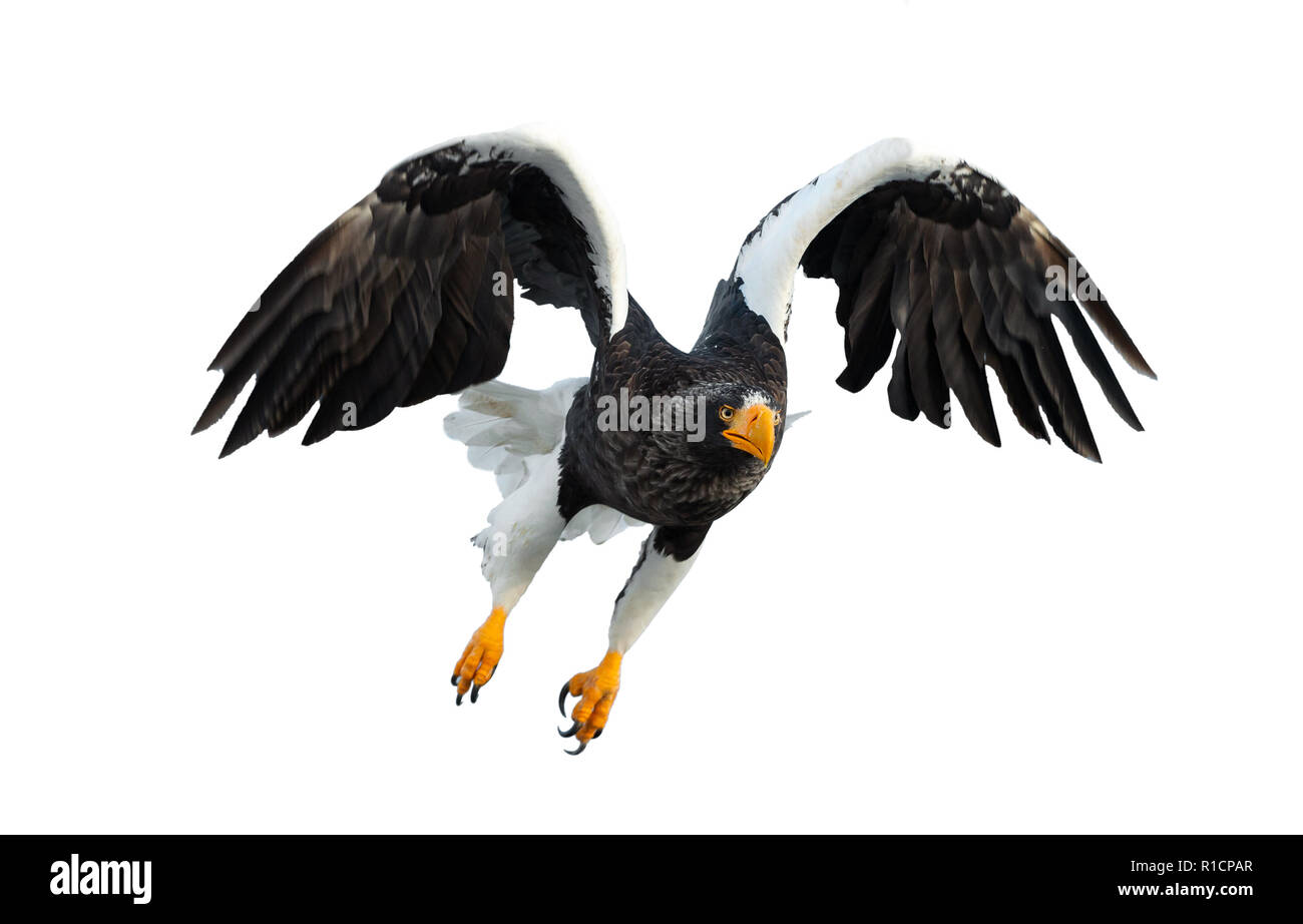 L'aigle de mer de Steller adultes en vol. Vue de face. Nom scientifique : Haliaeetus pelagicus. Isolé sur fond blanc. Banque D'Images