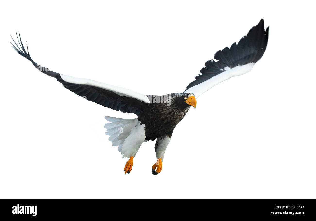 L'aigle de mer de Steller adultes en vol. Vue de face. Nom scientifique : Haliaeetus pelagicus. Isolé sur fond blanc. Banque D'Images