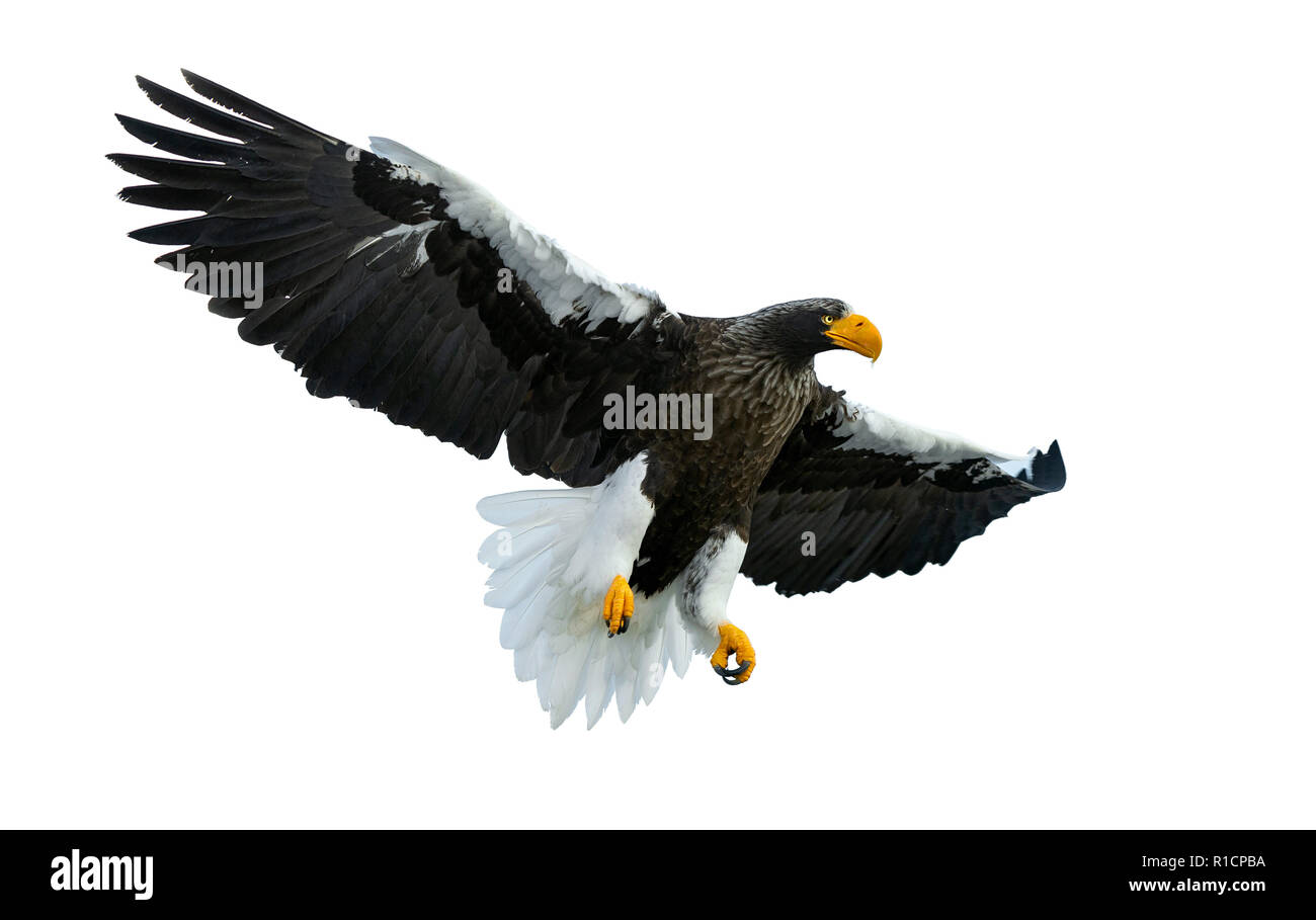 Des profils de mer de Steller eaglein étend ses ailes de vol. Nom scientifique : Haliaeetus pelagicus. Isolé sur fond blanc. Banque D'Images
