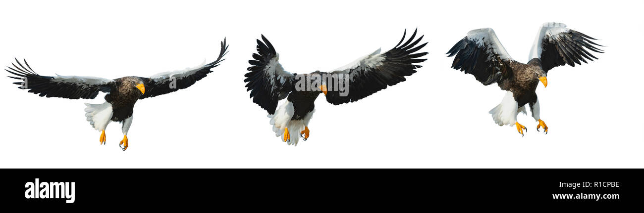 Différentes phases d'un vol de l'aigle de mer de Steller adultes. Nom scientifique : Haliaeetus pelagicus. Isolé sur fond blanc. Banque D'Images