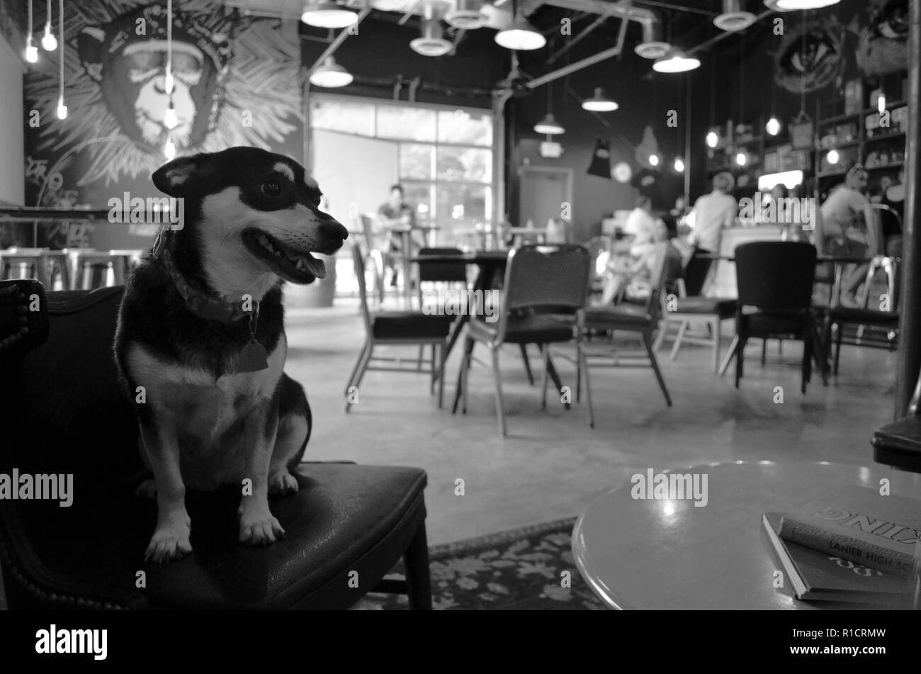 Austin, TX. Un chien profite de l'après-midi dans un bar à vin. Banque D'Images