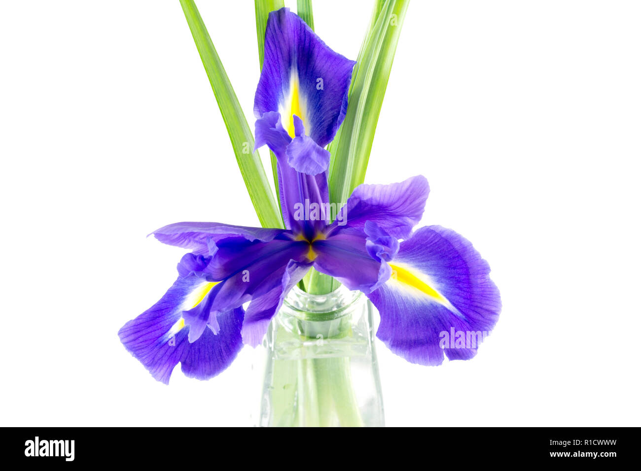 Iris fleurs pourpre bleu avec des feuilles isolées sur fond blanc Banque D'Images