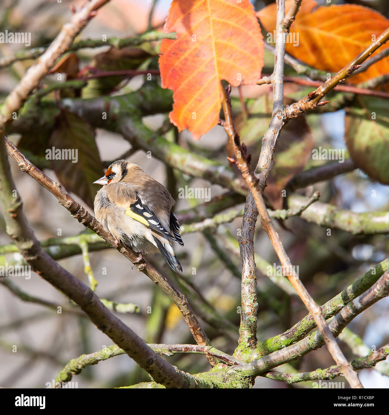 Un Chardonneret adultes dodus se percher dans un arbre de la cerise floraison après le repas dans un jardin en Alsager Cheshire England Royaume-Uni UK Banque D'Images