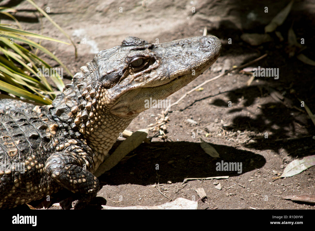 Il s'agit d'une vue latérale d'un alligator Banque D'Images
