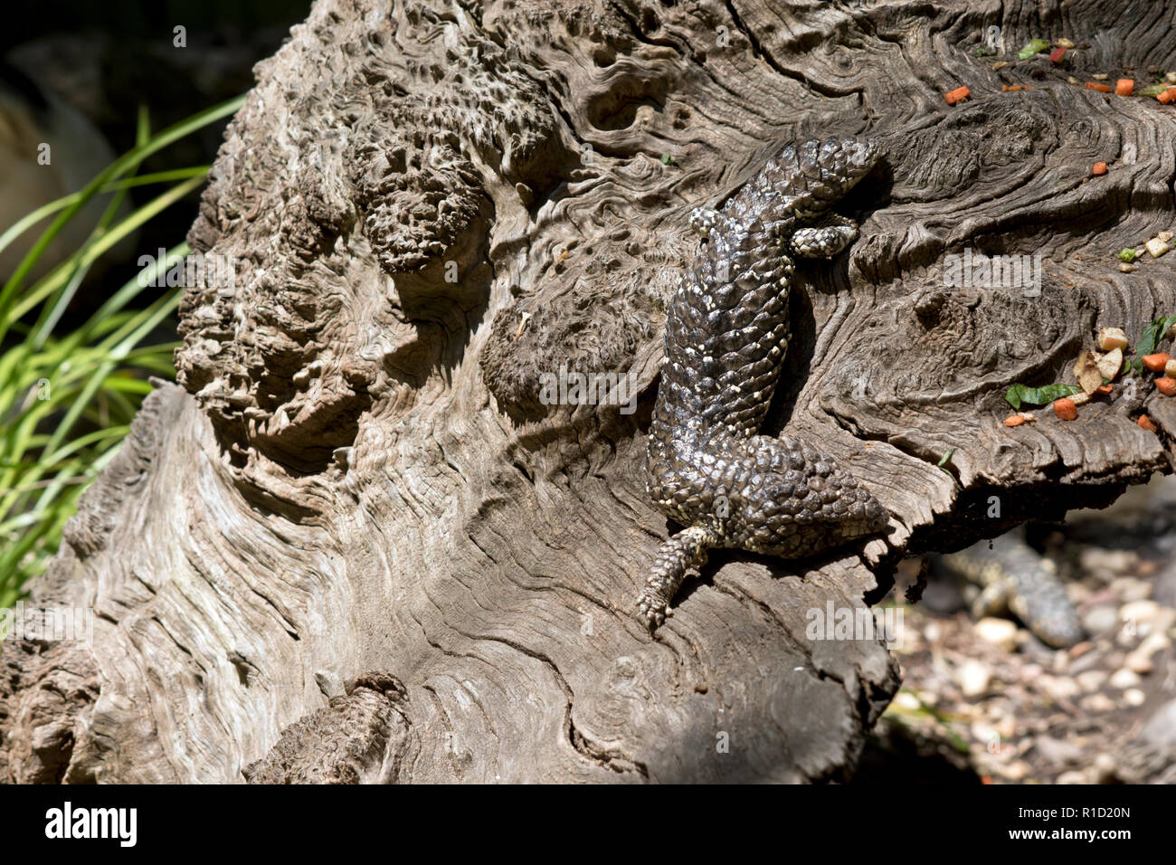 Le bardeau retour lizard se cache à la vue il utilise son camouflage naturel pour se protéger de ses ennemis Banque D'Images