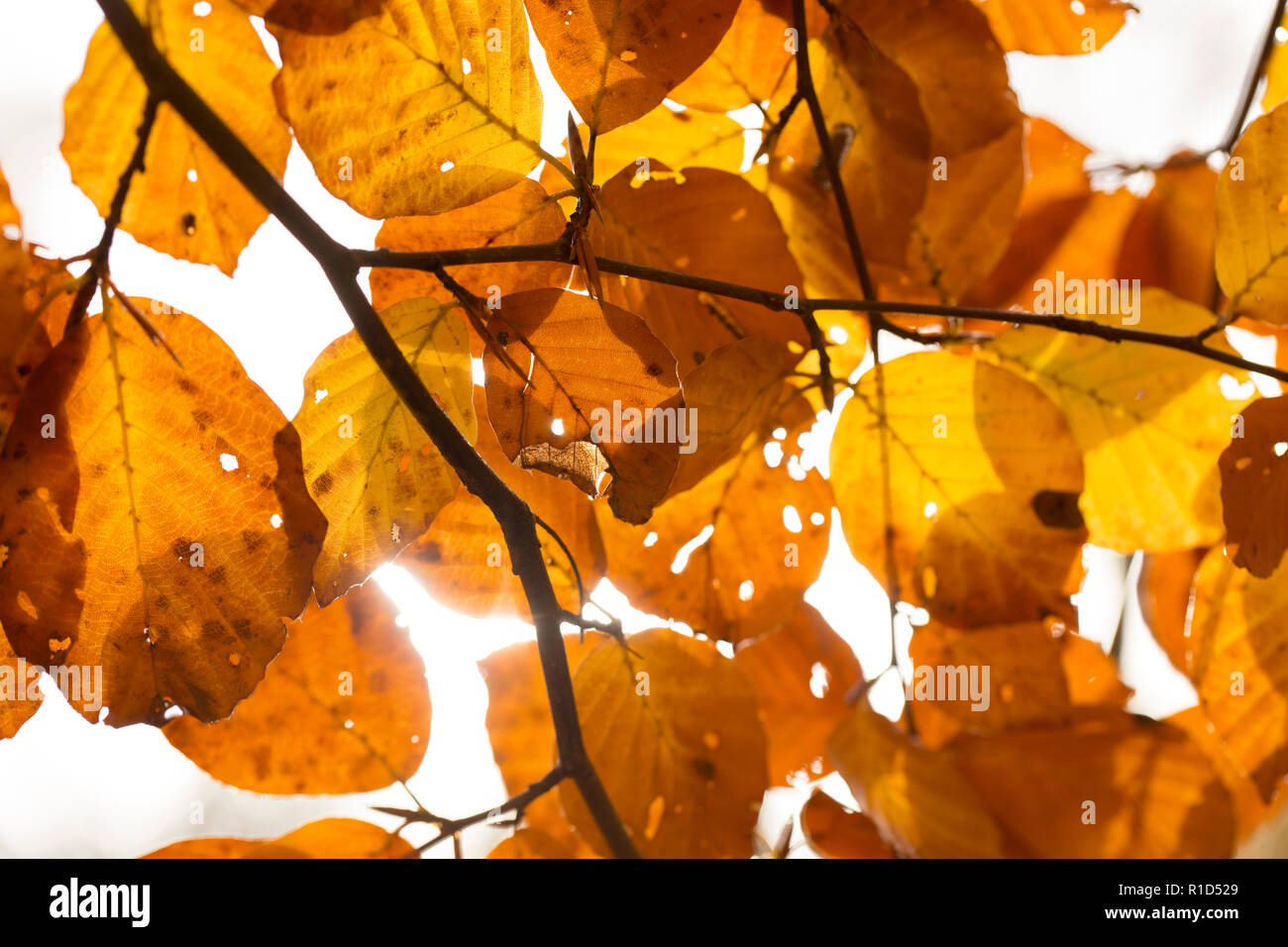 Feuilles de hêtre, Fagus sylvatica, en novembre l'automne du soleil dans la nouvelle forêt Hampshire England UK GO Banque D'Images