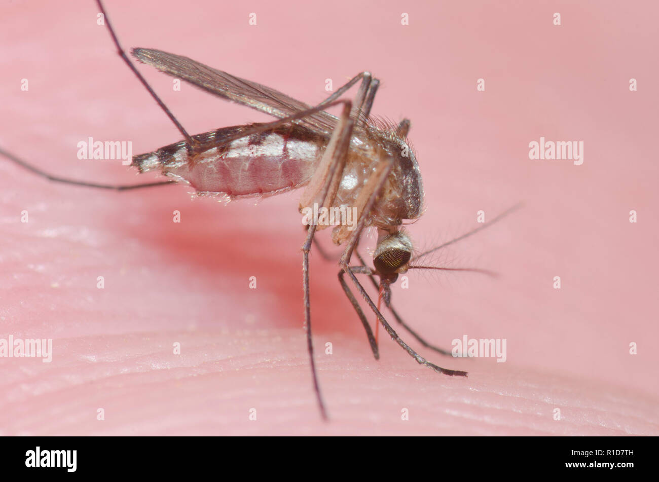 Moustique, Culicidae Famille, femme de mordre la peau de l'homme et obtenir gorgées de sang Banque D'Images