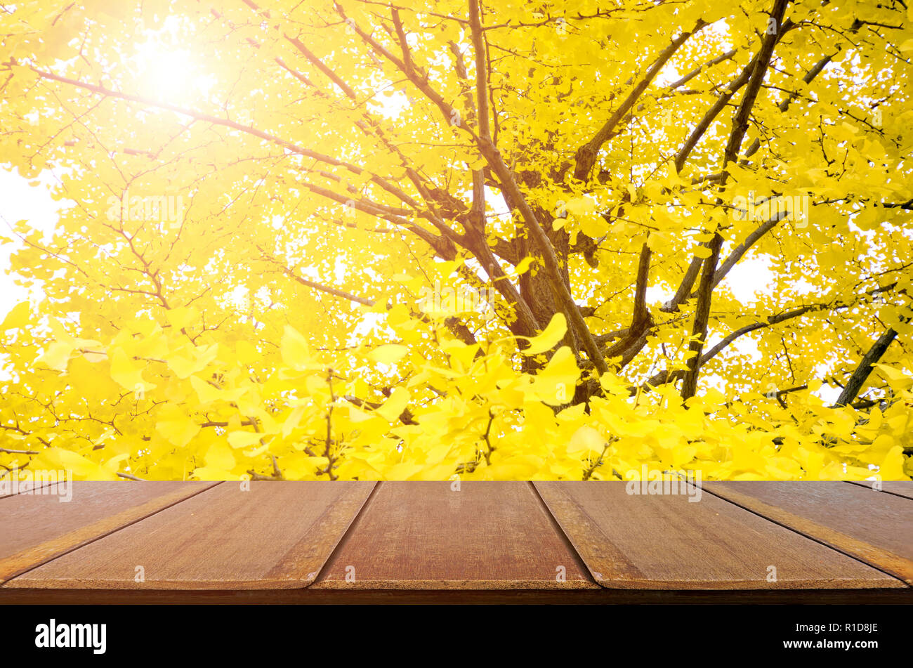 Table en bois vue et entièrement jaune de l'automne les feuilles de ginkgo avec arrière-plan flou. Banque D'Images
