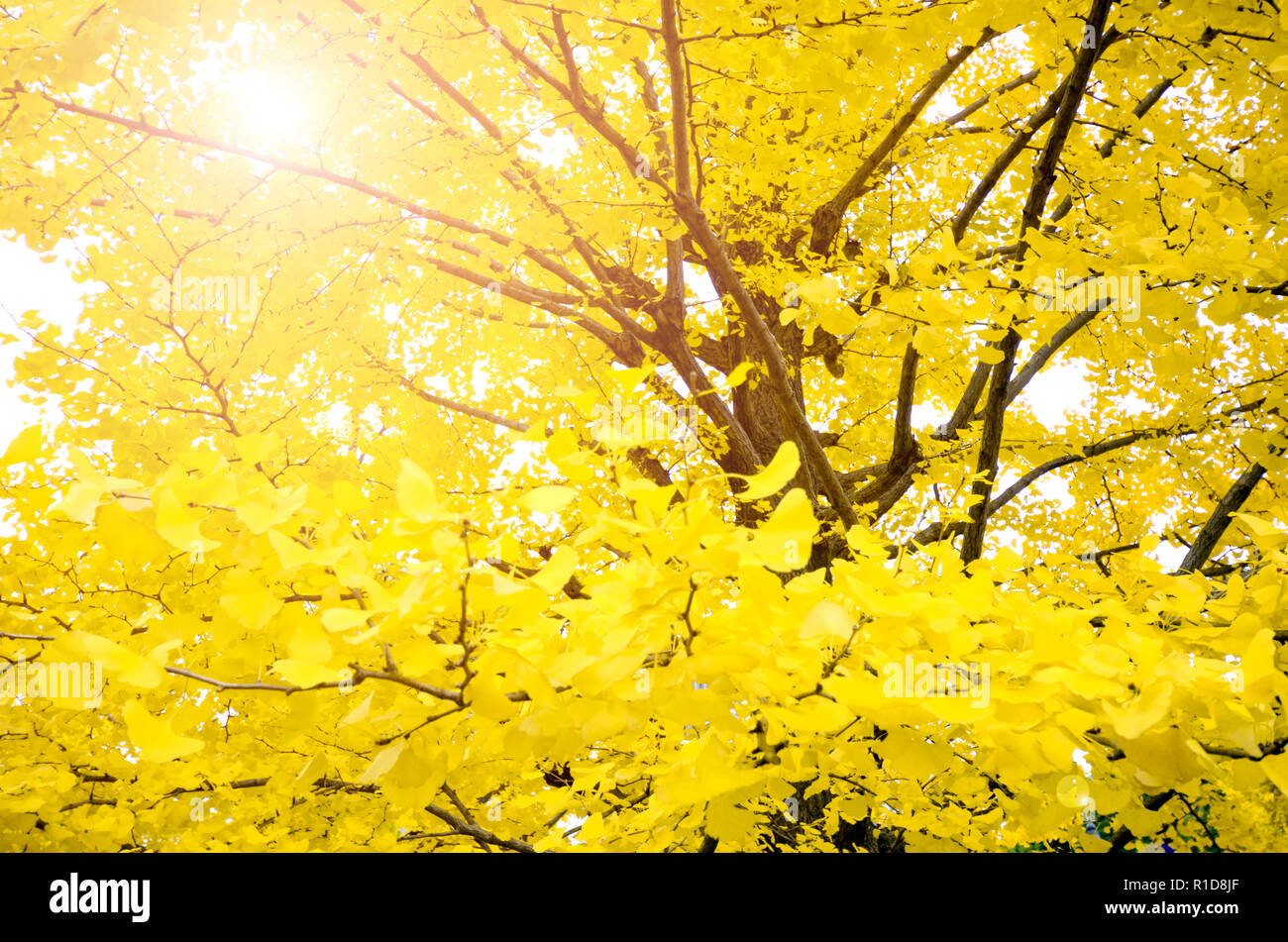 Jaune entièrement l'automne les feuilles de ginkgo avec arrière-plan flou. Banque D'Images