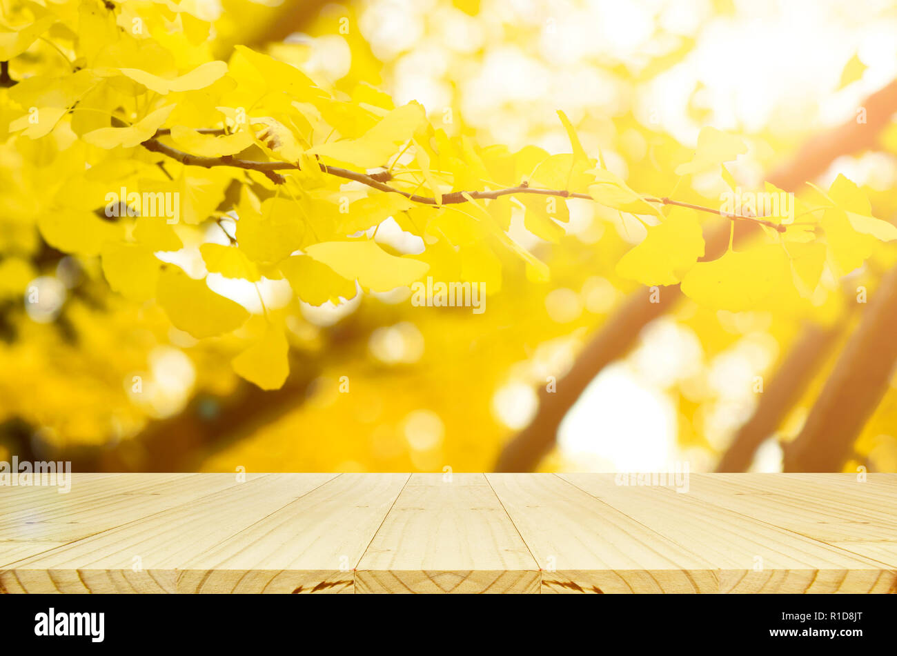 Table en bois vue et entièrement jaune de Ginko les feuilles d'automne avec l'arrière-plan flou. Banque D'Images