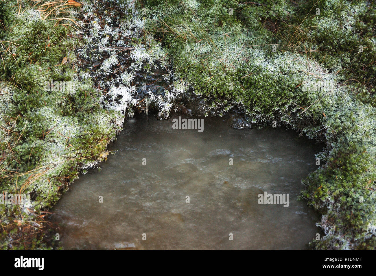Frozen forest stream entouré de mousse recouverte de givre. Banque D'Images