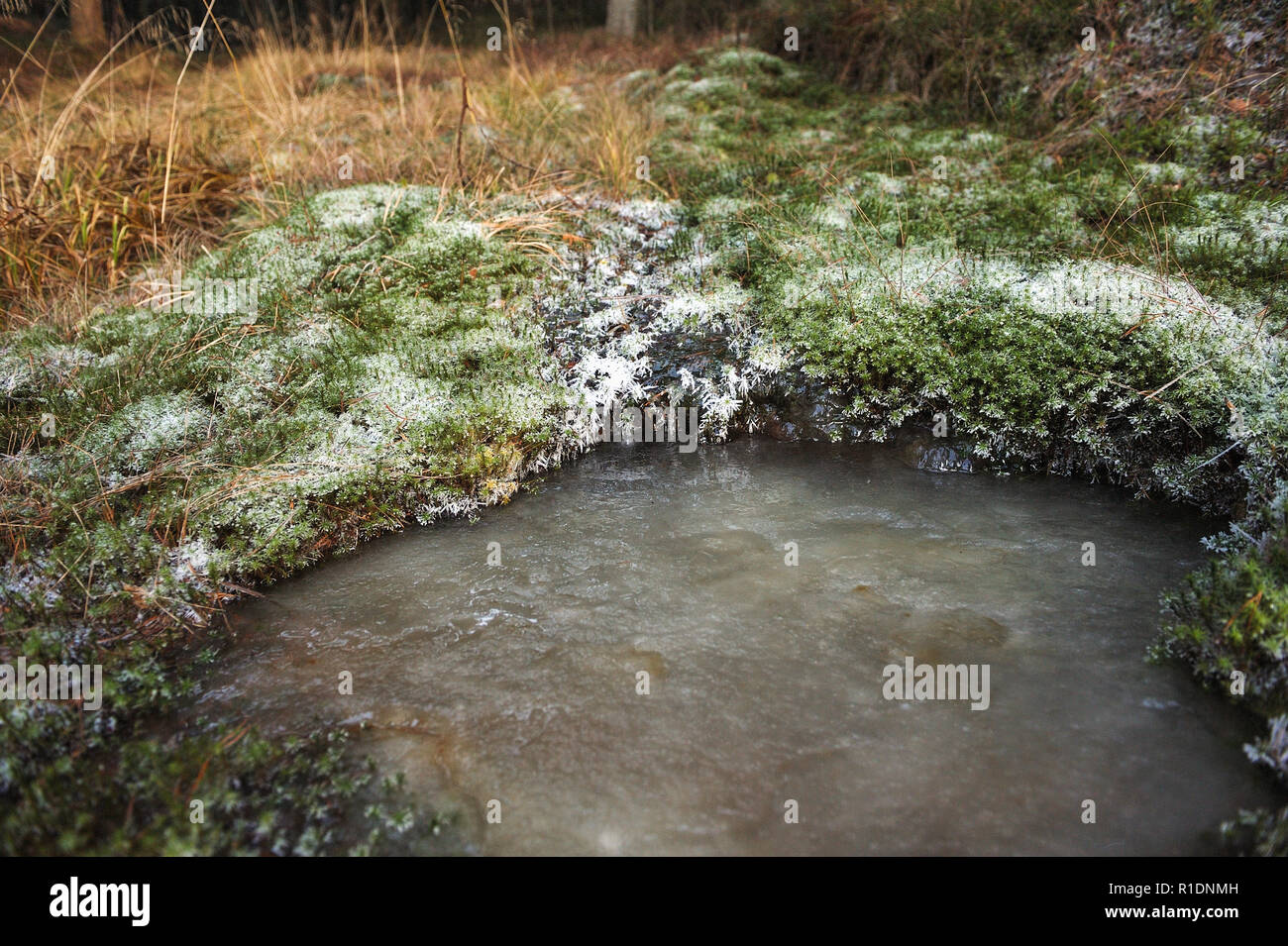 Frozen forest stream entouré de mousse recouverte de givre. Banque D'Images