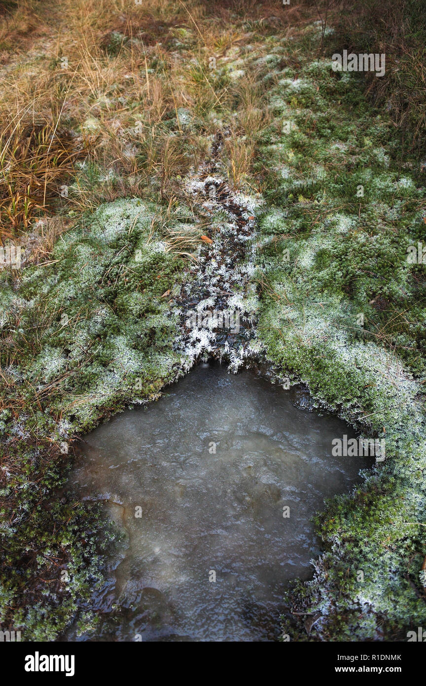 Frozen forest stream entouré de mousse recouverte de givre. Banque D'Images