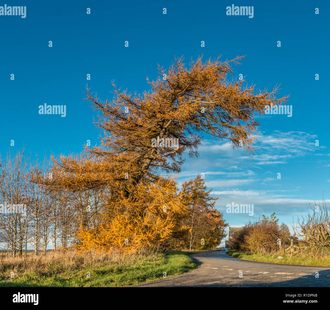 Un Mélèze d'Europe Larix decidua en or automne couleur de soleil contre un fond de ciel bleu clair Banque D'Images