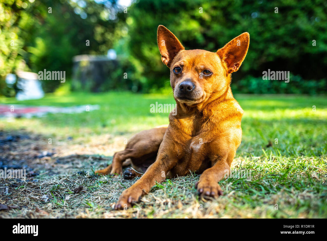 Beau chien chiot pomeranian isolé sur l'herbe Banque D'Images