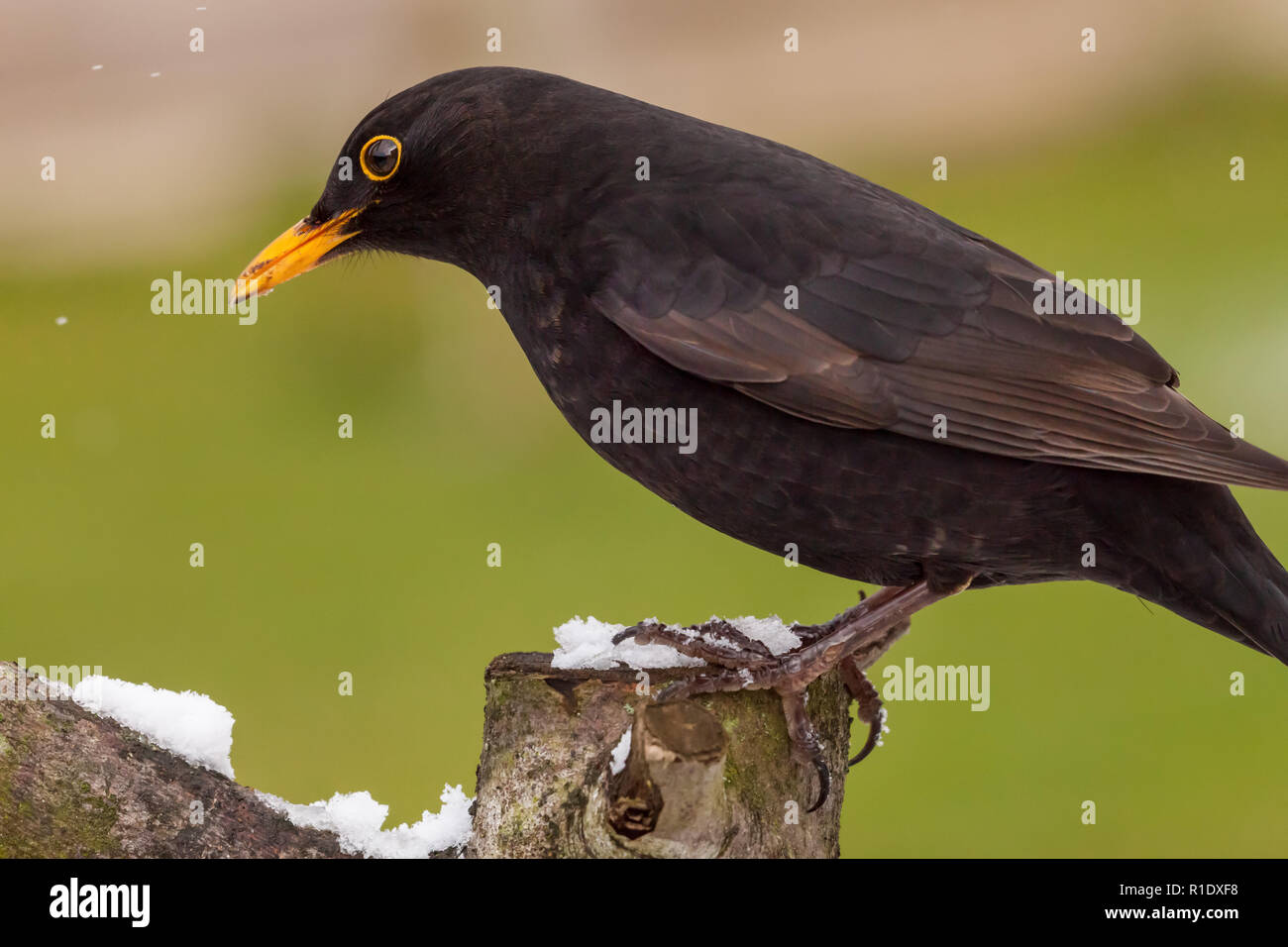 Les oiseaux sauvages Blackbird assis sur un journal de neige en hiver close up. Banque D'Images