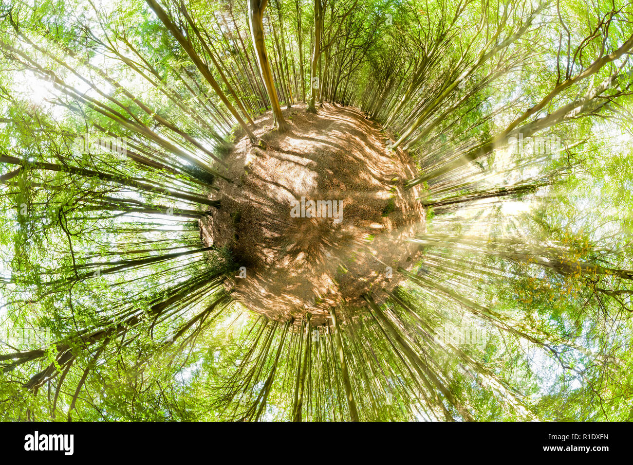 Planète mini forêt. Arbres de printemps avec la lumière du soleil tôt le matin. Frais unique scène forestiers avec des feuilles vertes du coeur de la forêt Banque D'Images