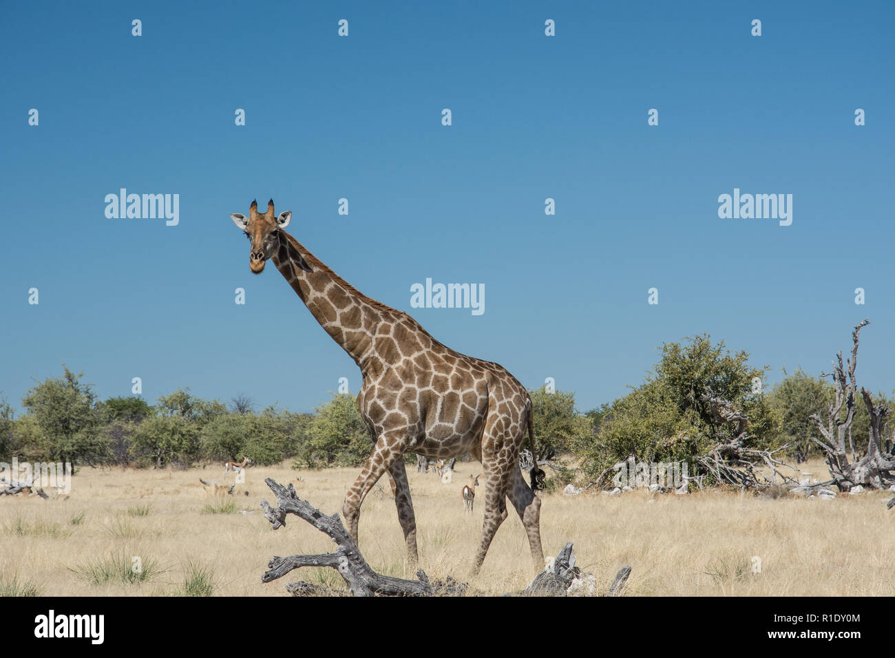 L'image de la girafe a été prise dans le parc national d'Etosha près de Ombika waterhole Banque D'Images