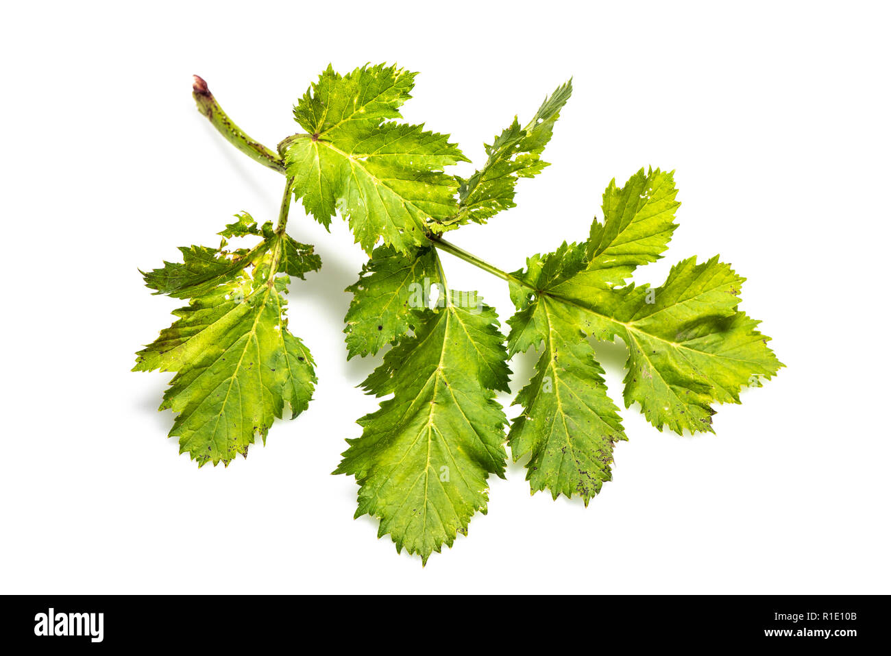 Échantillon de plantes toxiques dangereuses Heracleum mantegazzianum. Aussi connu comme La berce du Caucase, Heracleum sosnowskyi ou la berce laineuse. Isolated on white Banque D'Images