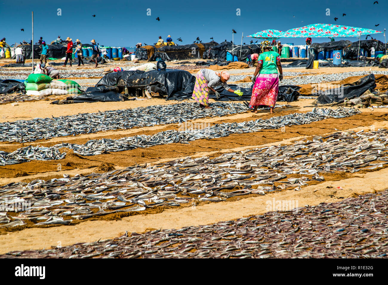 Pêche et production de poisson salé point chaud du Sri Lanka Banque D'Images