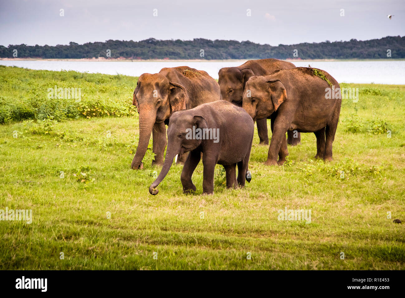 Les éléphants dans le Parc National de Kaudulla, Sri Lanka Banque D'Images