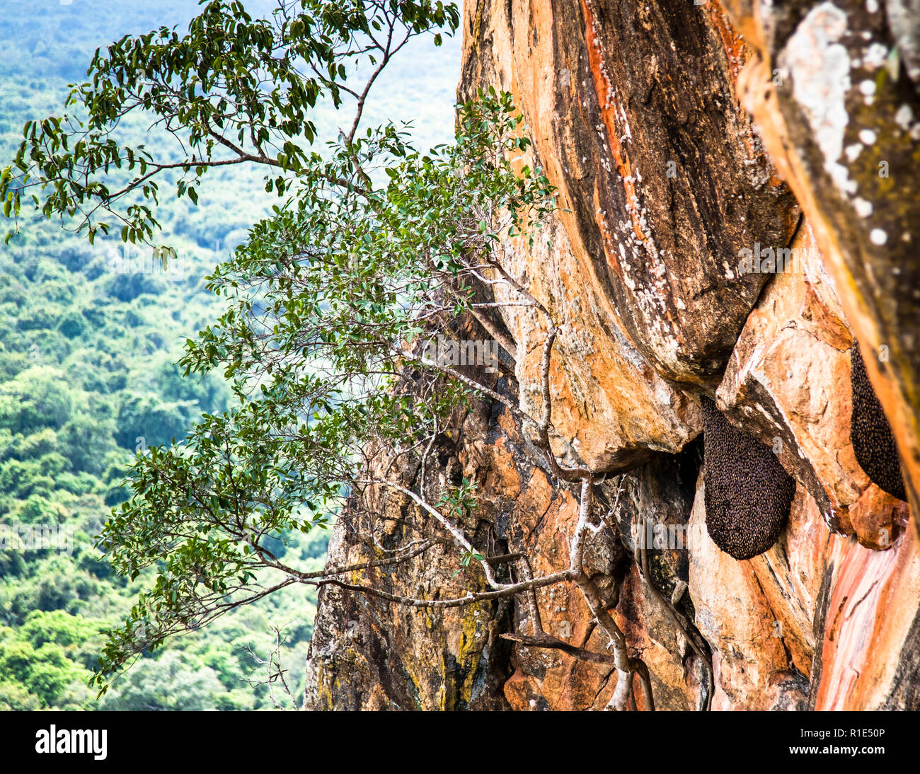 Les abeilles sauvages ont construit leurs nids au point le plus escarpé de la forteresse de Sigiriya, au Sri Lanka Banque D'Images