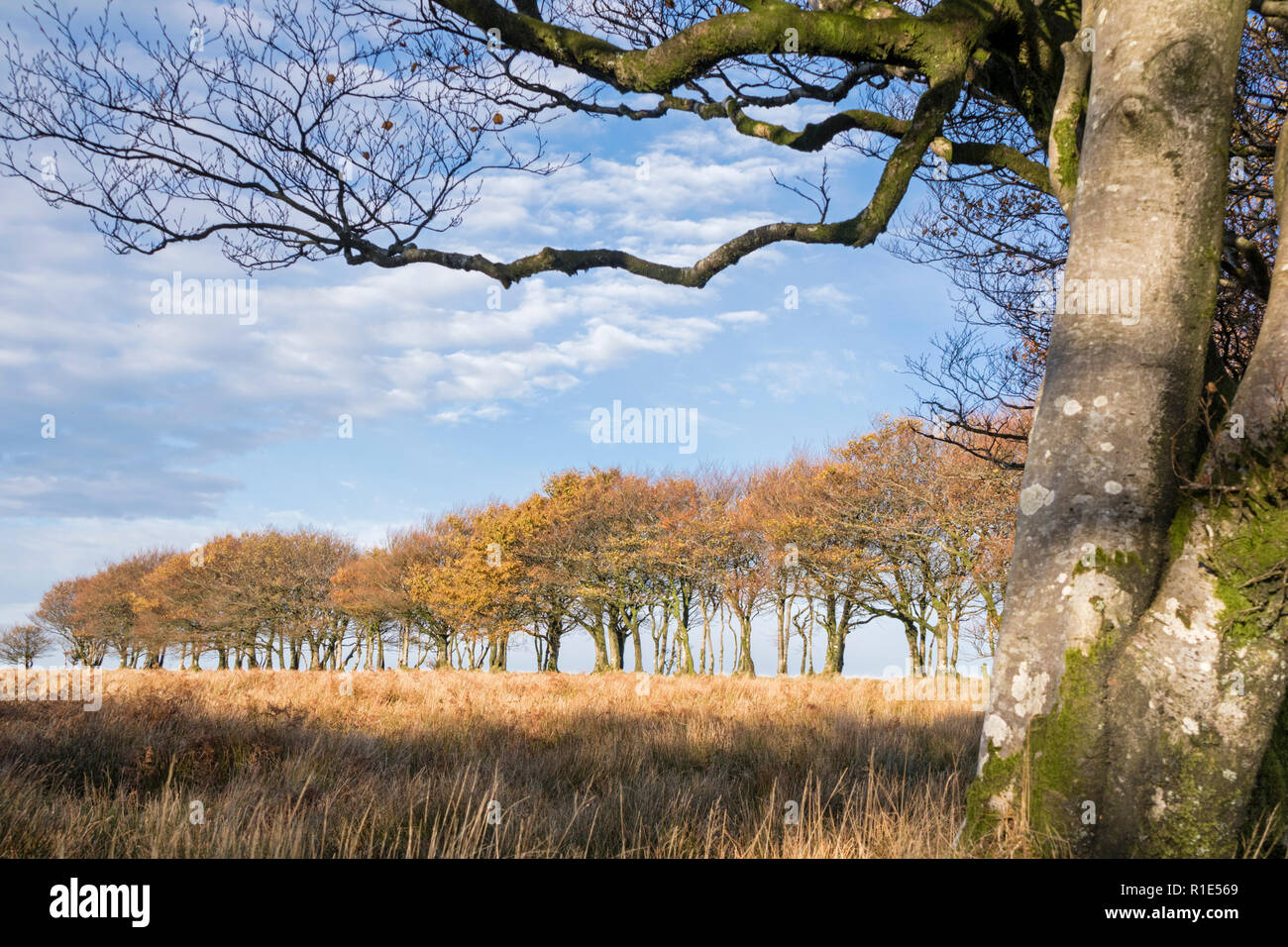 L'automne sur la commune Saint Brélade, Parc National d'Exmoor, Somerset, England, UK Banque D'Images