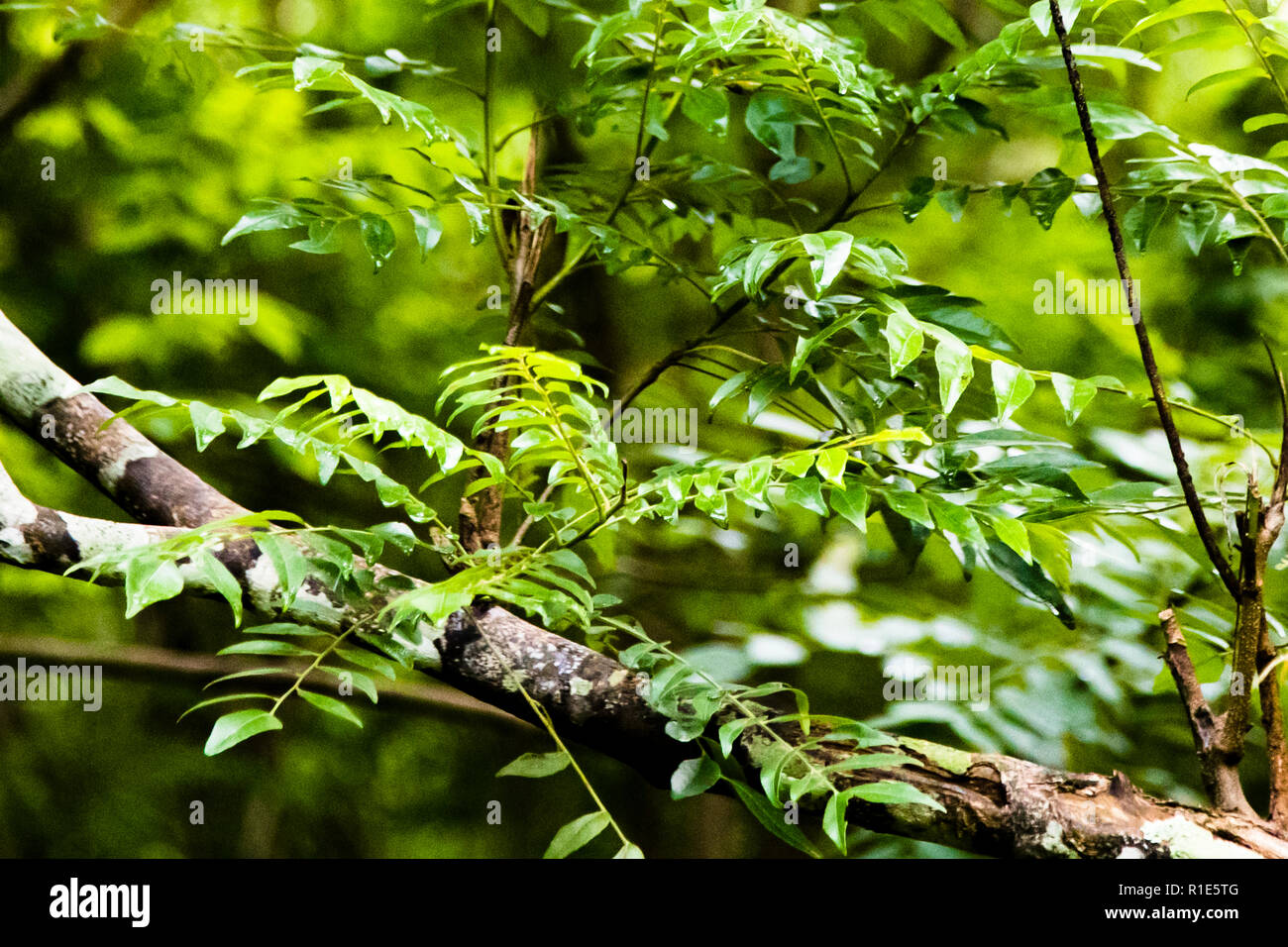 Les feuilles des arbres curry au Sri Lanka Banque D'Images