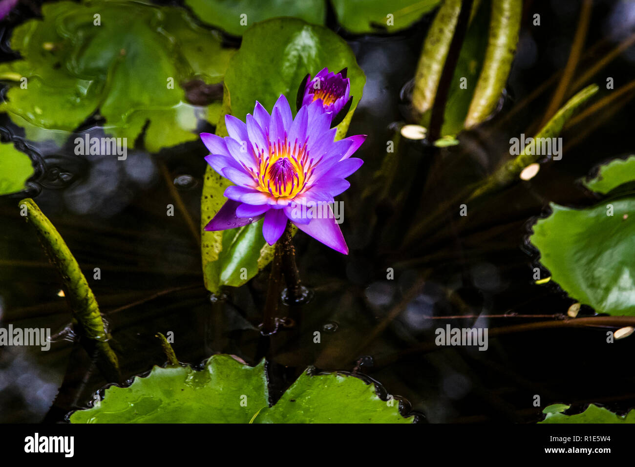 Un lys d'eau violet (Nymphaea, connu localement sous le nom de "Nil Manel") fleurit dans un étang du jardin de l'hôtel Jetwing Kaduruketha près de Wellawaya, au Sri Lanka. Un lys d'eau bleu-violet de ce type est largement considéré comme la fleur nationale du Sri Lanka, bien que son identité botanique exacte reste publiquement contestée. Banque D'Images