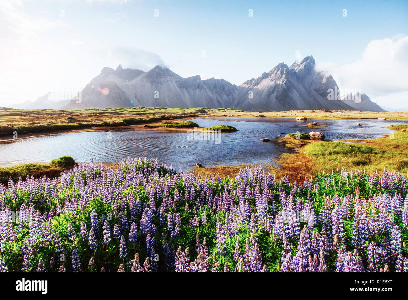 Les pittoresques paysages de forêts et de montagnes de l'Islande. Lupin bleu sauvages fleurissent dans en été Banque D'Images Les pittoresques paysages de forêts et de montagnes de l'Islande. Lupin bleu sauvages fleurissent dans en été Banque D'Images