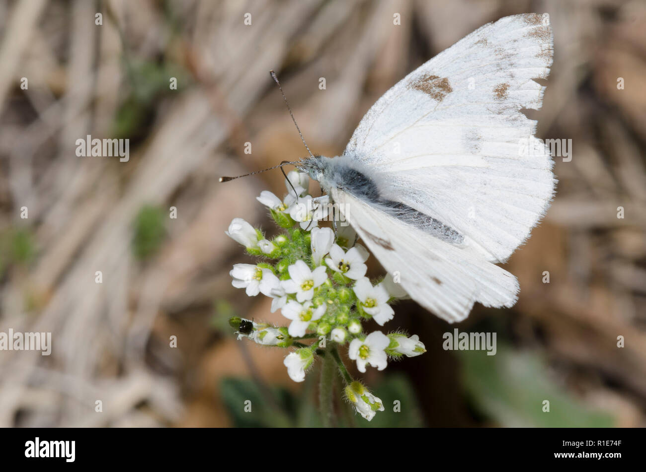 Pontia protodice blanc à carreaux, nectar, Banque D'Images