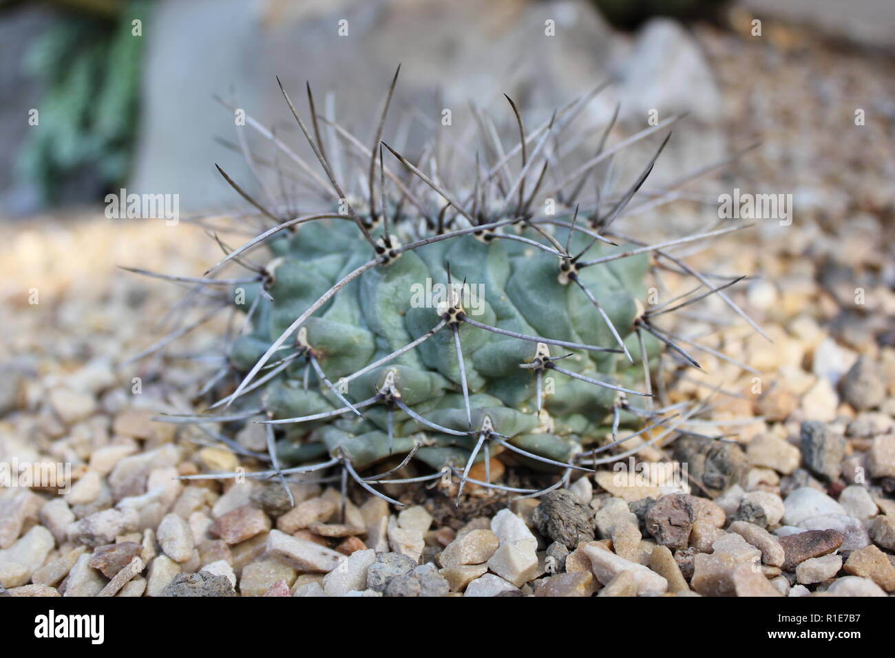 Gymnocalicium anitsitsii, cactus de menton, croissant dans le jardin du désert. Banque D'Images