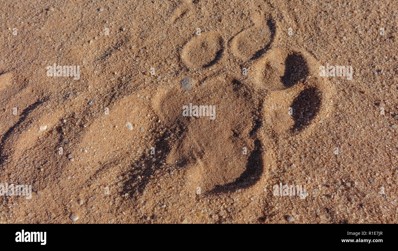 Lion sauvage empreinte sur le sable rouge de Savannah, vus du dessus en close-up et en plein cadre. Banque D'Images