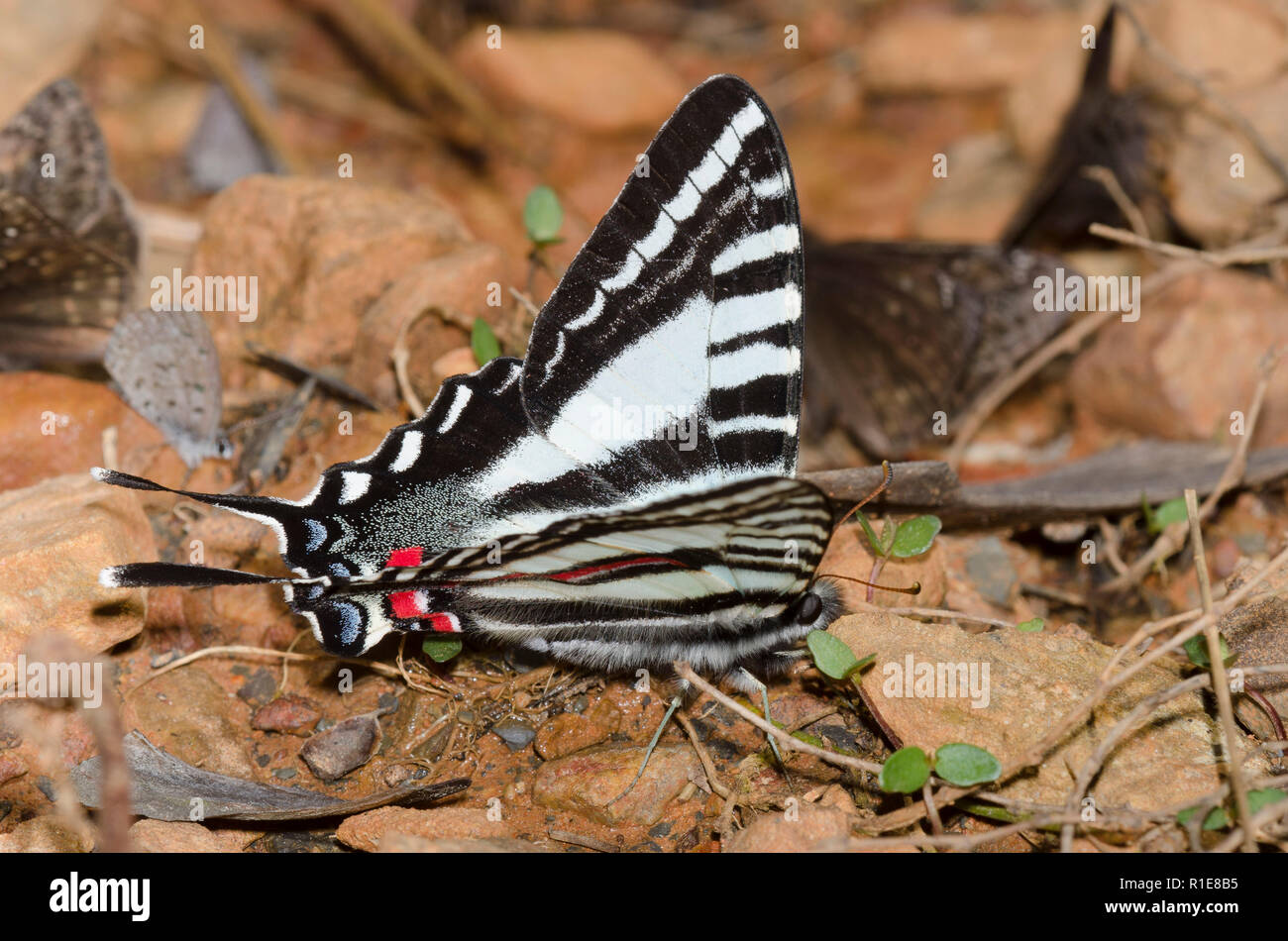 Zebra Swallowtail, Eurytides marcellus, boue-puddling avec Juvénal Duskywing, Gesta juvenalis Banque D'Images