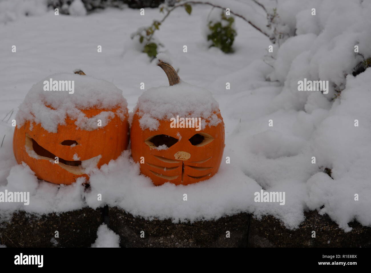 La neige couvrant les citrouilles pour l'Halloween Banque D'Images