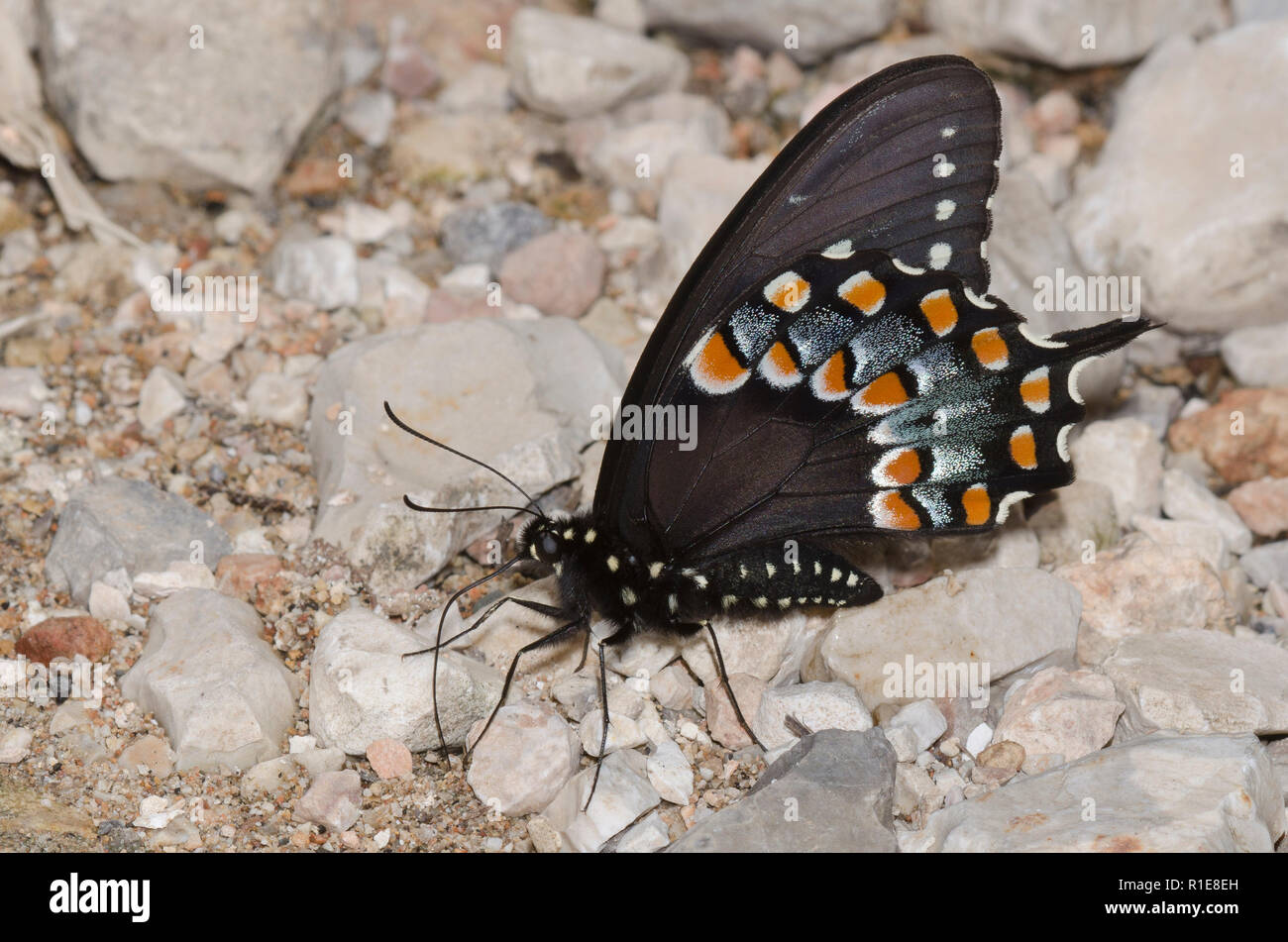 Spicebush Swallowtail, Pterourus troilus, boue-boue mâle Banque D'Images